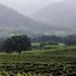 Bernardus Lodge property information